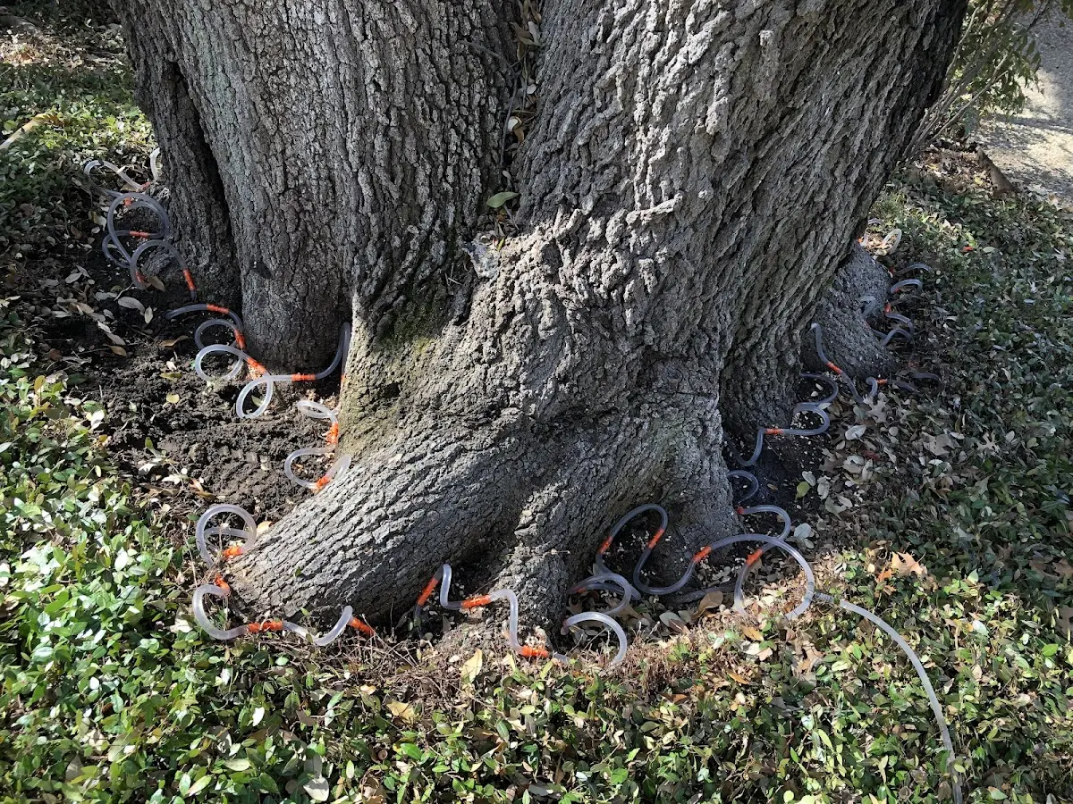 Detailed Tree Cabling and Bracing job site in Kesley
