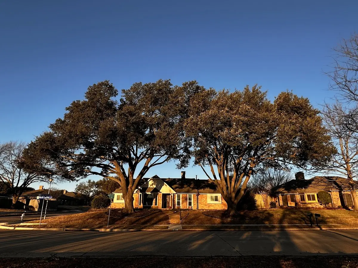 Established residential canopy tree shading a home in Kesley